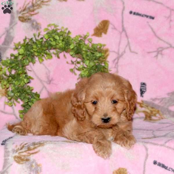 Biscuit, Mini Goldendoodle Puppy