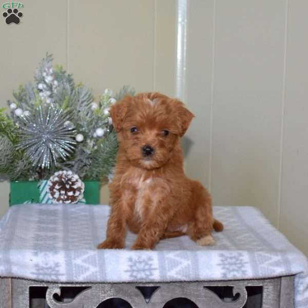 Biscuit, Mini Goldendoodle Puppy