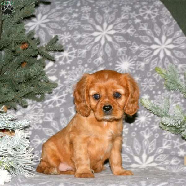 Biscuit, Cavalier King Charles Spaniel Puppy