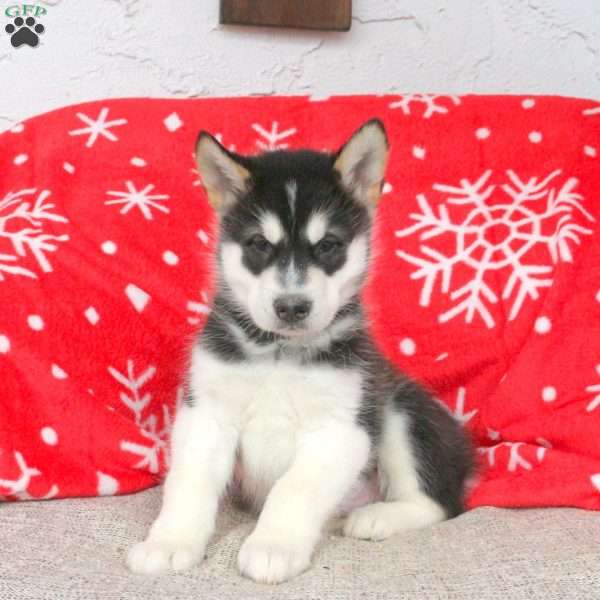 Blaine, Alaskan Malamute Puppy