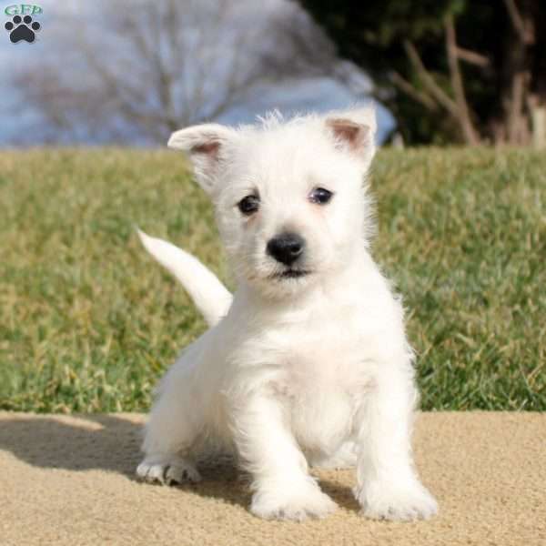 Blaire, West Highland Terrier Puppy