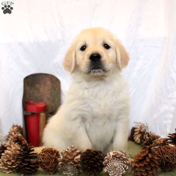 Blaire, Golden Retriever Puppy