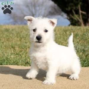 Blaire, West Highland Terrier Puppy