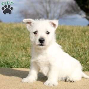 Blaire, West Highland Terrier Puppy