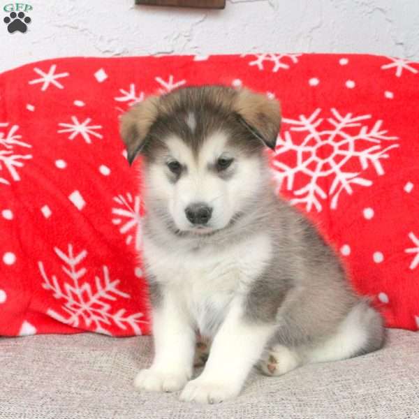 Blake, Alaskan Malamute Puppy