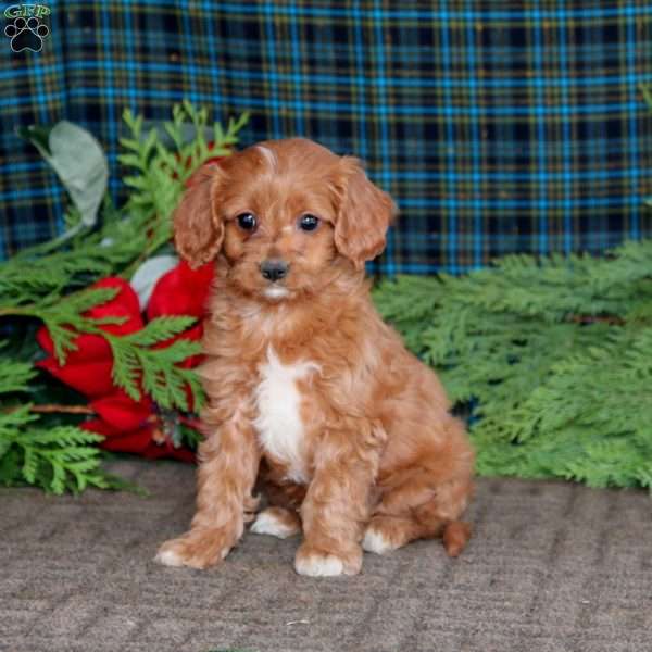 Blake, Cavapoo Puppy