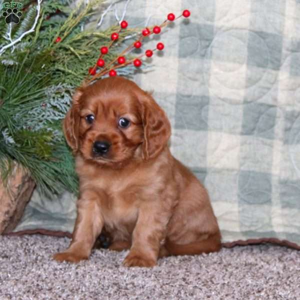 Blake, Miniature Golden Retriever Puppy