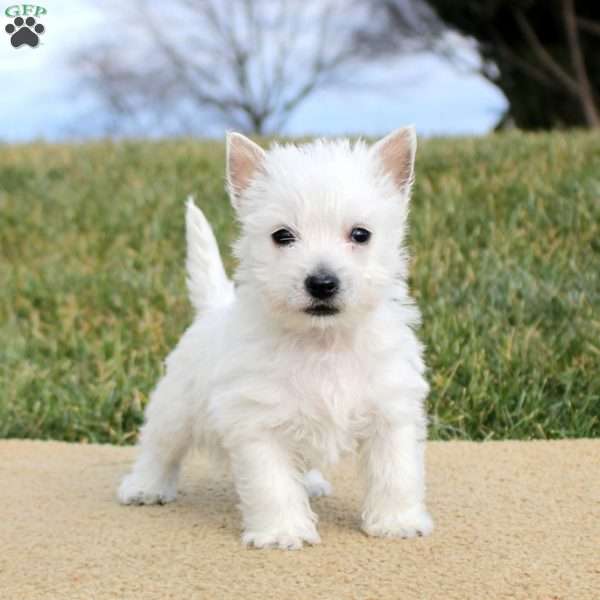 Blake, West Highland Terrier Puppy