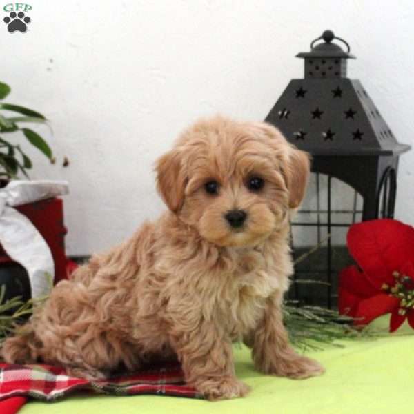 Blake, Maltipoo Puppy