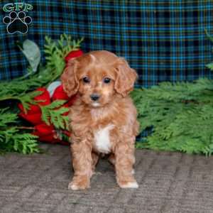 Blake, Cavapoo Puppy