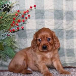 Blake, Miniature Golden Retriever Puppy