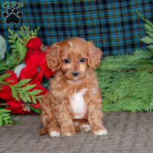 Blake, Cavapoo Puppy