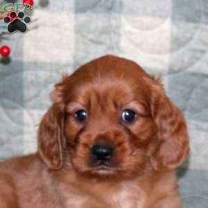 Blake, Miniature Golden Retriever Puppy