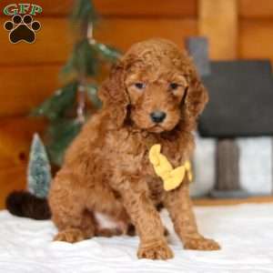 Blaze, Goldendoodle Puppy