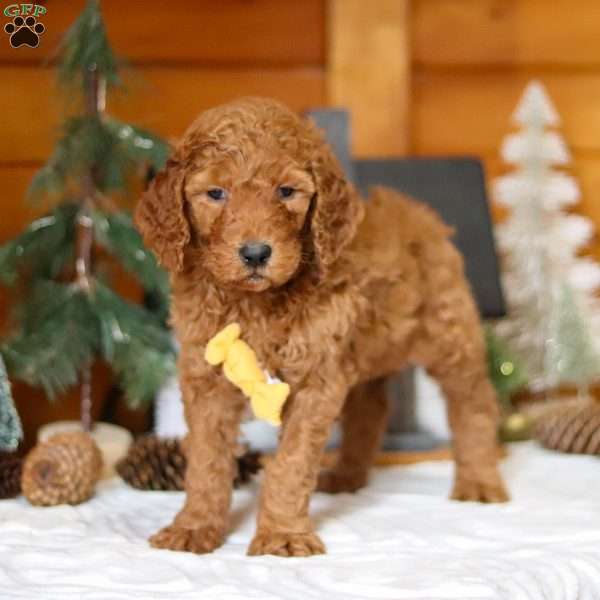 Blaze, Goldendoodle Puppy