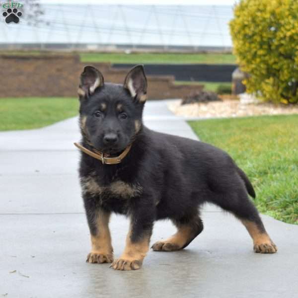 Blaze, German Shepherd Puppy