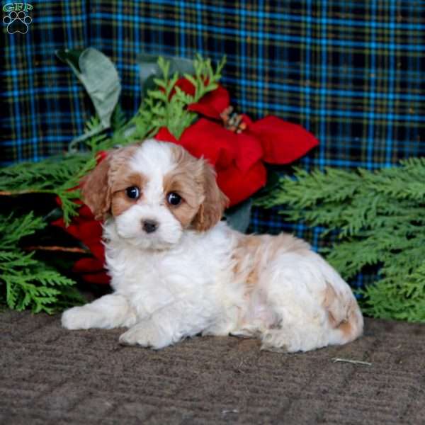 Blaze, Cavapoo Puppy