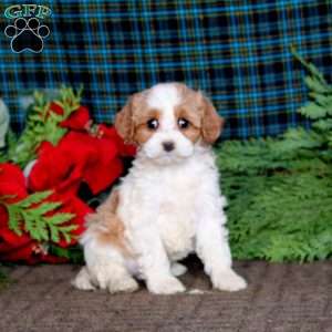 Blaze, Cavapoo Puppy