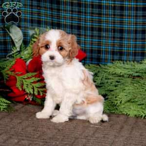 Blaze, Cavapoo Puppy