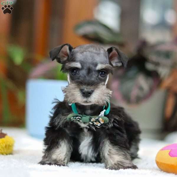 Blaze, Miniature Schnauzer Puppy