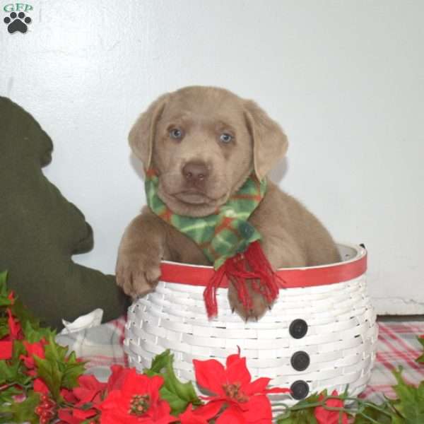 Blitzen, Silver Labrador Retriever Puppy