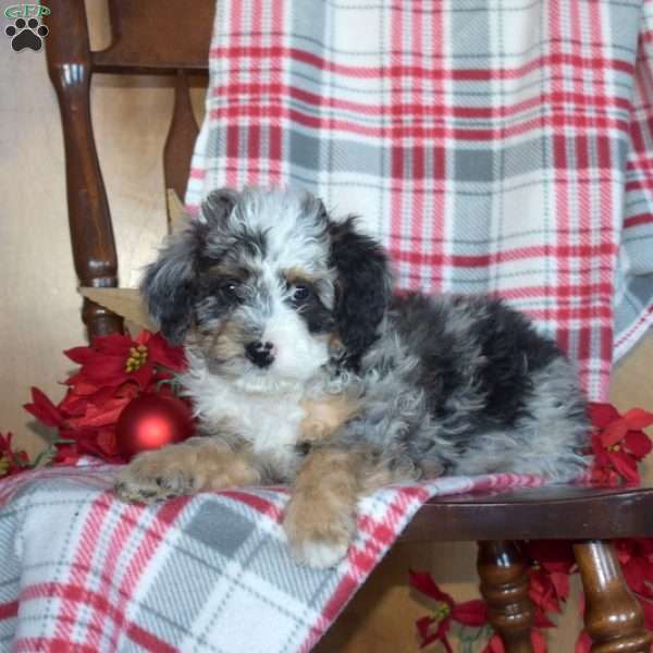 Blitzen, Mini Bernedoodle Puppy