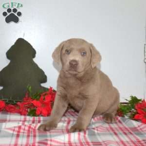 Blitzen, Silver Labrador Retriever Puppy