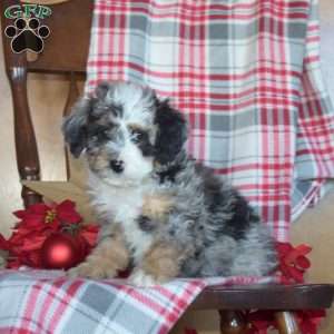 Blitzen, Mini Bernedoodle Puppy