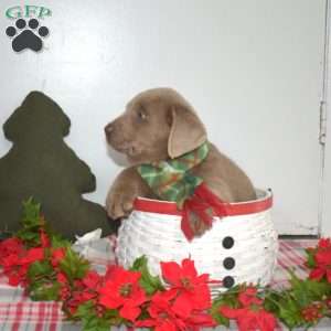 Blitzen, Silver Labrador Retriever Puppy