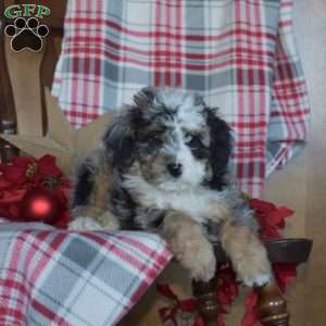 Blitzen, Mini Bernedoodle Puppy