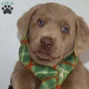 Blitzen, Silver Labrador Retriever Puppy