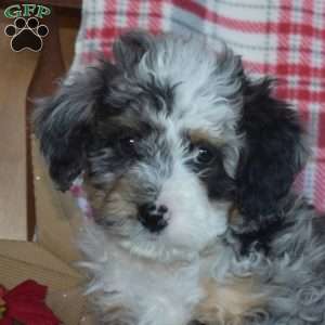 Blitzen, Mini Bernedoodle Puppy