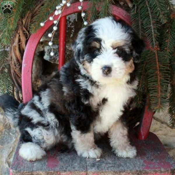 Blizzard, Mini Bernedoodle Puppy