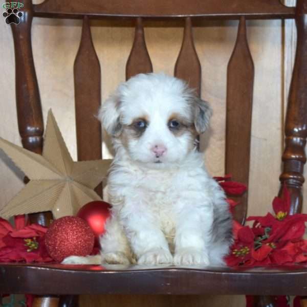 Blizzard, Mini Bernedoodle Puppy