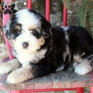 Blizzard, Mini Bernedoodle Puppy