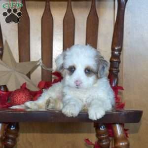 Blizzard, Mini Bernedoodle Puppy