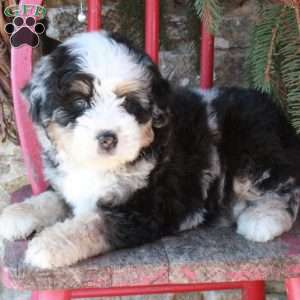 Blizzard, Mini Bernedoodle Puppy