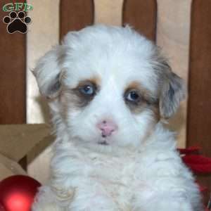 Blizzard, Mini Bernedoodle Puppy