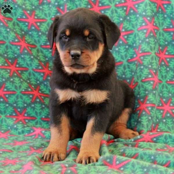 Boden, Rottweiler Puppy