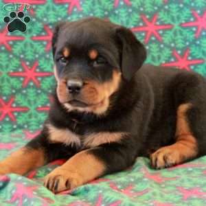 Boden, Rottweiler Puppy