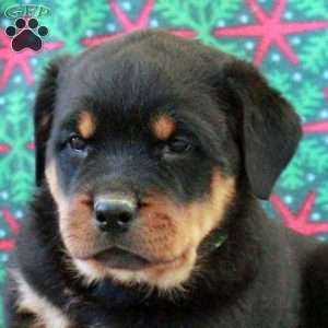 Boden, Rottweiler Puppy