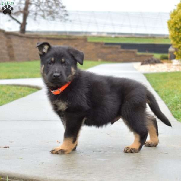 Bolt, German Shepherd Puppy