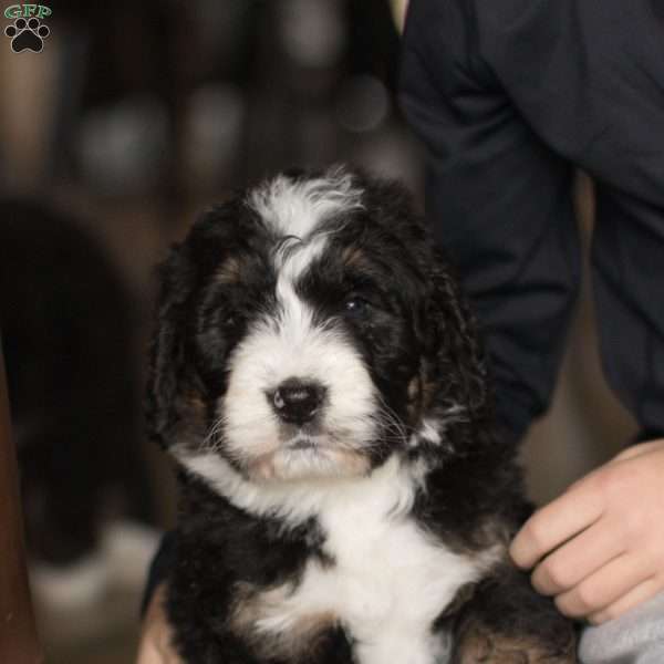 Bolt, Bernedoodle Puppy