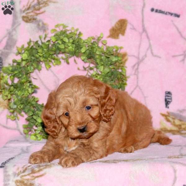 Bonnie, Mini Goldendoodle Puppy