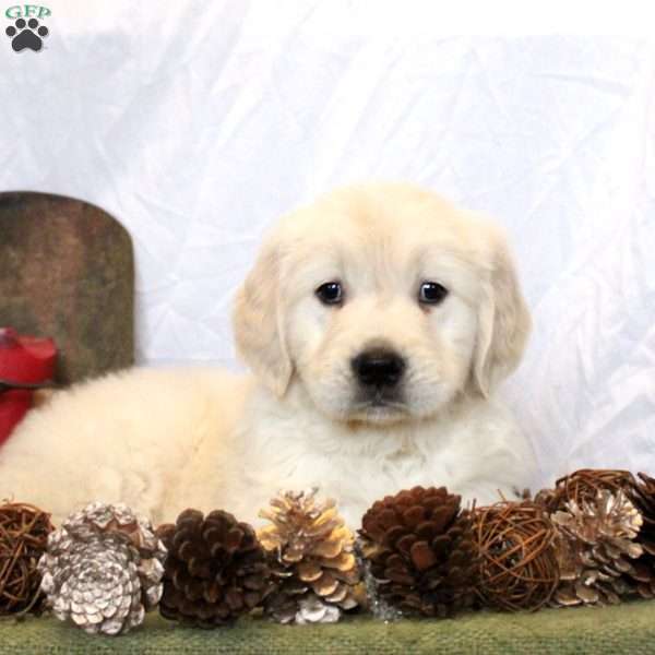 Bonnie, Golden Retriever Puppy