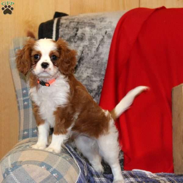 Bonnie, Cavalier King Charles Spaniel Puppy