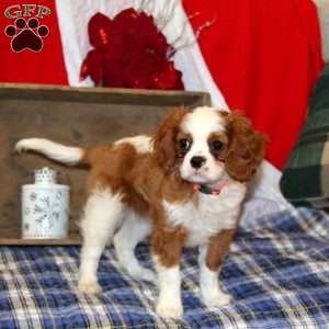 Bonnie, Cavalier King Charles Spaniel Puppy