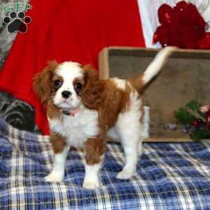 Bonnie, Cavalier King Charles Spaniel Puppy