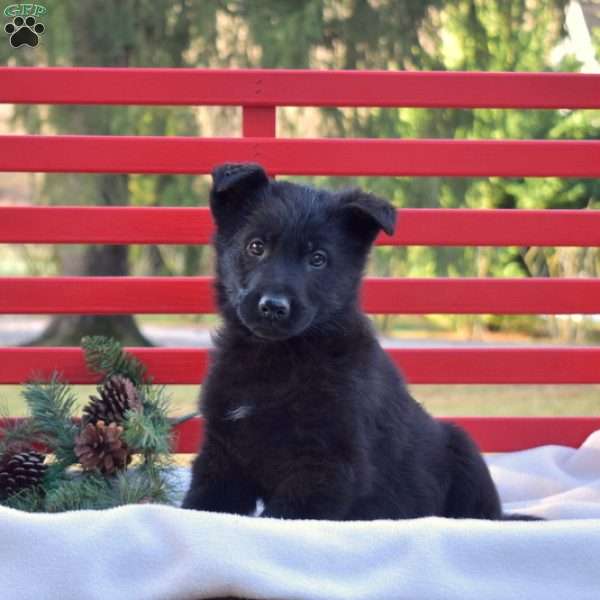 Boomer, German Shepherd Puppy