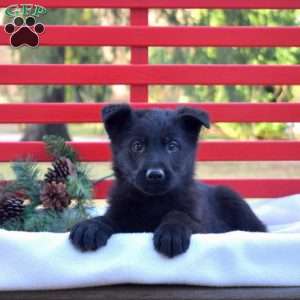 Boomer, German Shepherd Puppy